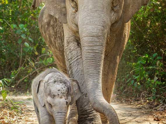 Elephant Jungle Sanctuary