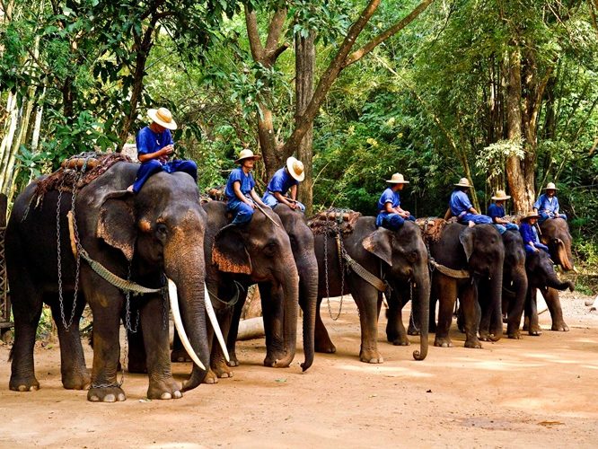 Mahouts (elephant handlers) with their elephants